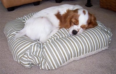 Cooper the white with reddish brown Cockalier puppy is sleeping on a striped pillow