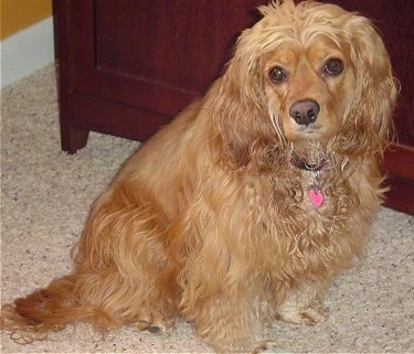 Scarlet the tan longhaired Cockalier is sitting on a carpeted floor in front of a cabinet