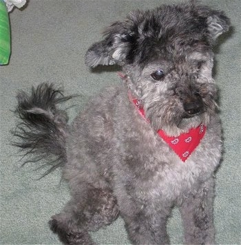 Phantom the gray Cockapoo is wearing a red bandana and looking forward. His hair is groomed short.