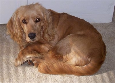 A Golden Cocker Retriever is laying curled up in a ball on a tan carpet looking up.