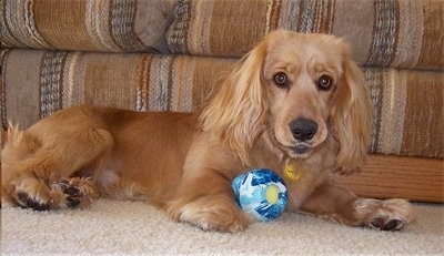 A Golden Cocker Retriever is laying in front of a tan striped couch with a blue ball against the front of its body. Its snout and ears are long.
