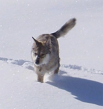 Kaweah the Coydog is running around in deep snow