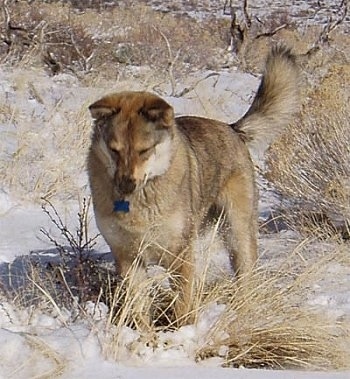 Kaweah the Coydog is standing in snow and looking down at some of the brush