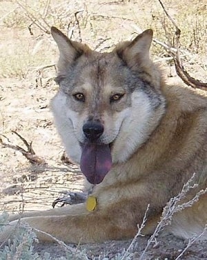 Kaweah the tan, white with black Coydog is laying outside with its mouth open and tongue out. It has a black tongue