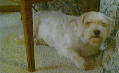 Sasha the white Daisy Dog is laying under a table next to a bed