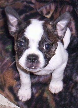 Close Up - Henley the brown brindle and white English Boston-Bulldog puppy is sitting on a blanket and looking up