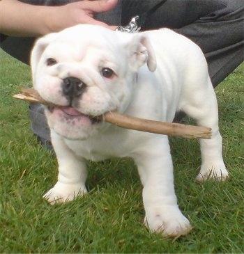 Gizmo the white English Bulldog puppy standing outside with a big stick in his mouth and a person kneeling down behind him