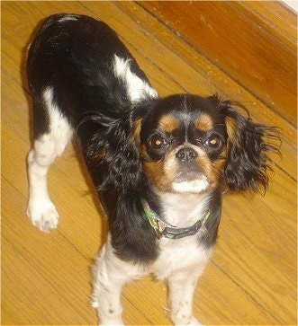 Lola the black, tan and white tricolored English Toy Spaniel Puppy is standing on a hardwood floor and looking up