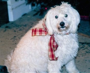 Casey the wavy white Eskapoo is sitting on a carpet and is wearing a red plaid ribbon