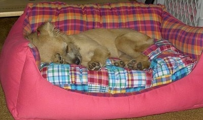Emma the tan Eskifon as a puppy is sleeping in a pink plaid dog bed