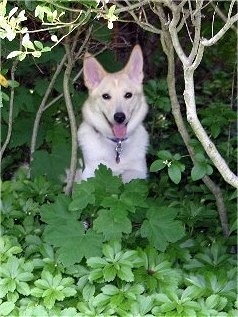 Sasha the Eskland is sitting in green leaves in a wooded area.
