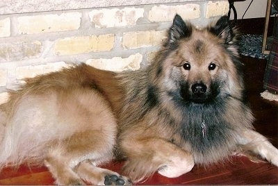 Gus the longhaired tan, cream and black Eurasier is laying on a hardwood floor in front of a tan brick wall