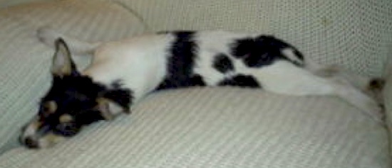 Duncan the black, white with tan Fo-Chon is laying down on his side on a white arm chair.