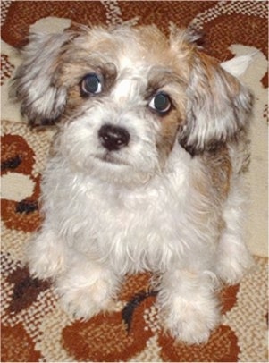 A tan and white Fo-Tzu puppy is sitting on a brown and tan carpet and looking up