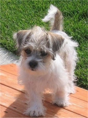 A tan and white with black Fo-Tzu puppy is outside walking across a wooden table