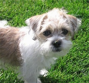 Close Up - A tan and white Fo-Tzu puppy is standing in grass.