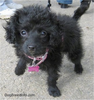 A black wavy-coated Foodle puppy is standing on a concrete surface looking up