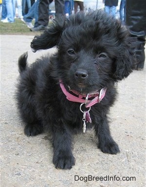 A black, wavy-coated Foodle puppy is wearing a pink collar and sitting on a concrete surface looking to the left