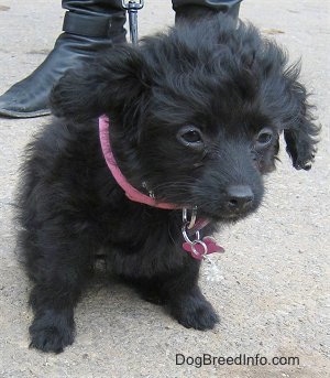 A black, wavy-coated Foodle puppy is sitting on a concrete surface looking down and to the right
