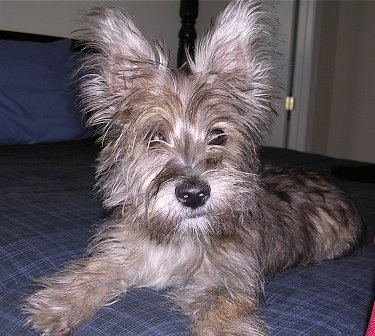 Close Up - A tan with white Fourche Terrier is laying on a human's bed that has blue blankets on it.