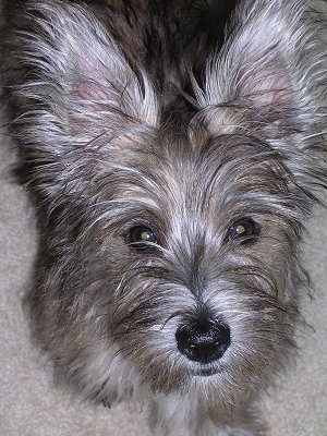 Close Up - A tan with white Fourche Terrier is standing on a carpet and looking up