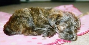 Close Up - A black and tan brindle Fourche Terrier puppy is sleeping on a pink blanket