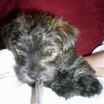 A black and tan brindle Fourche Terrier puppy is laying on a couch and on top of a person chewing on a shoe lace. 