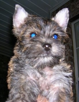 Close Up - A tan and black Fourche Terrier puppy is being held in the air