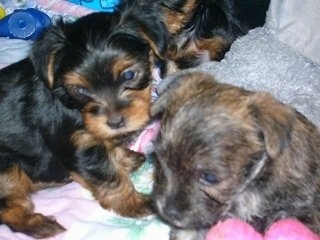 Close Up - Three black and tan Fourche Terrier puppies are laying on a towel