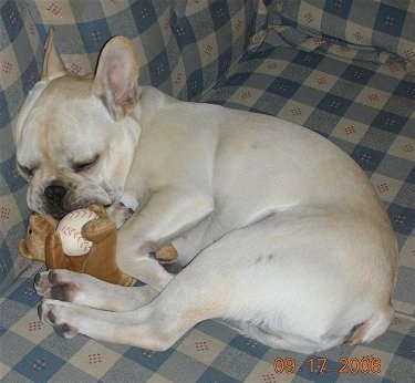 A cream French Bulldog is laying on its side on a plaid blue and tan couch with a brown bear plush toy next to it