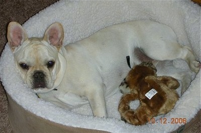 A cream French Bulldog is laying in a white and tan dog bed with a brown toy in front of it
