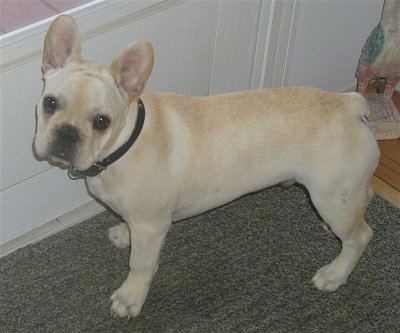 A cream French Bulldog is standing on a dark green rug in front of a white door.