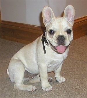 A white French Bulldog is sitting in a house on a tan carpet with its mouth open and tongue out. It looks like it is smiling
