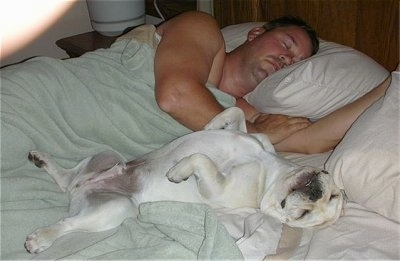A cream French Bulldog is sleeping on its back belly up on a bed next to a sleeping man