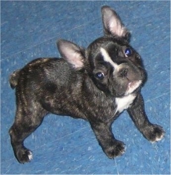 A black brindle and white French Bulldog puppy is looking up and standing on a blue tiled floor