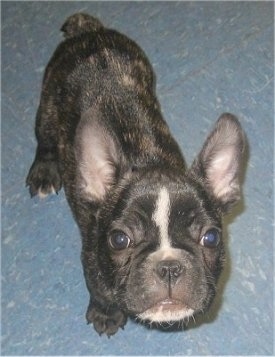 A black brindle and white French Bulldog puppy is standing on a blue tiled floor looking up