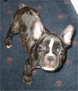A black brindle and white French Bulldog puppy is standing on a blue carpet and looking up