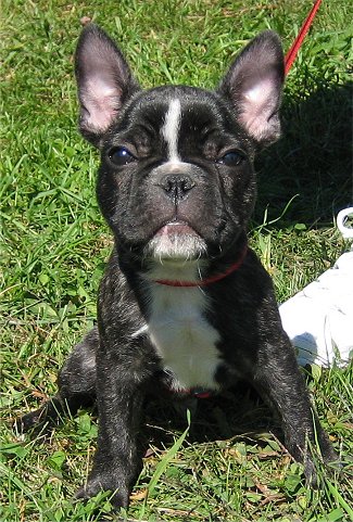 A black brindle and white French Bulldog puppy is sitting outside in grass next to a persons white shoe