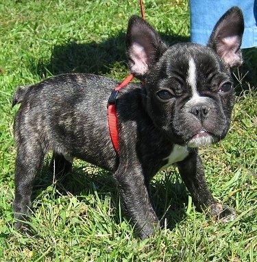 A black brindle and white French Bulldog puppy is standing outside in a field next to a person wearing jeans