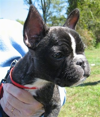 Close Up - A black brindle and white French Bulldog puppy is being held in the arm by a person in a blue sweater.