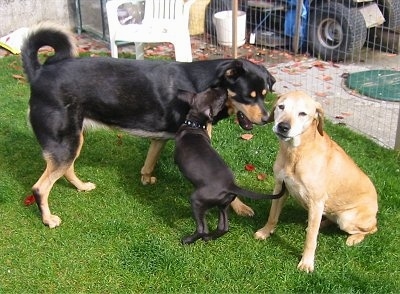 Three dogs in grass, an English Mastwieler is walking towards a yellow labrador that is sitting outside. A Great Dane/Pitbull Mix puppy is jumping at the English Mastweiler