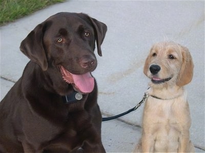 A large chocolate Labrador Retriever is sitting next to a smaller tan Labradoodle puppy on a sidewalk