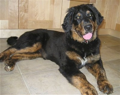 A black with tan and white Golden Mountain Dog is laying on a tan tiled floor smiling with its tongue out
