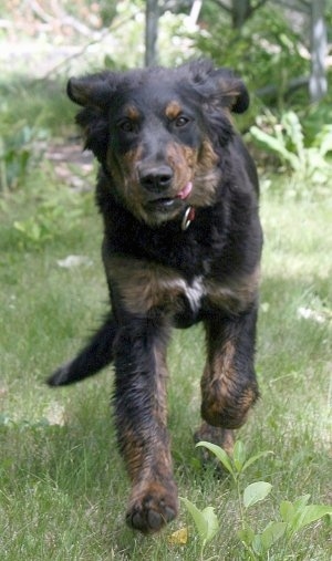 Action shot - A black with tan and white Golden Mountain Dog  is running through a yard with its tongue showing on the side of its mouth.