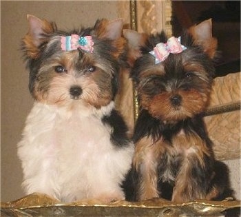 A Biewer Yorkie and a Yorkie with pink and blue ribbons in their hair sitting on a table next to a large mirror