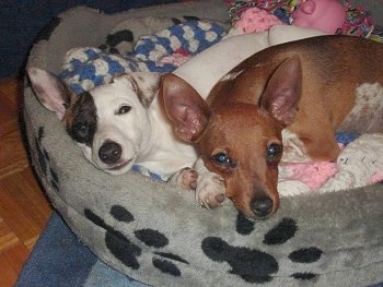 A white with black and brown Mini Fox Terrier puppy is laying on a gray dog bed that has black paw prints on it next to a brown with white Toy Fox Pinscher puppy.