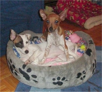 A brown with white Toy Fox Pinscher puppy is standing over top of a white with black and brown Mini Fox Terrier puppy that is laying in a gray with black paw printed dog bed