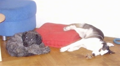 A grey Puli is laying curled up in front of a red pillow on a hardwood floor with a Siberian Husky sleeping next to it with a toy in front of it. There is a blue ottoman behind them.