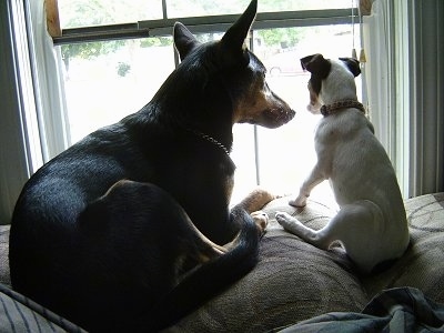 A black with tan Manchester Terrier is laying next to a white with black and brown Rat-Cha puppy on the back of a couch and looking out of a window