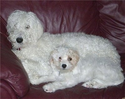 Two dogs on a maroon leather couch - A larger white Whoodle dog laying behind a smaller white with tan Cavapoo dog.